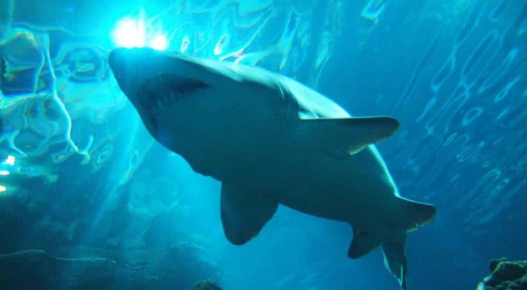 Large Shark Aquarium Design