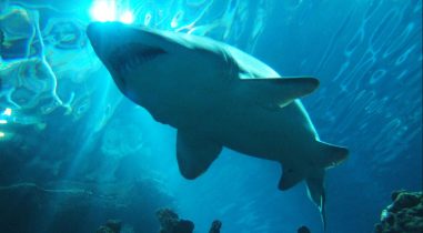 Shark Aquarium Supplier