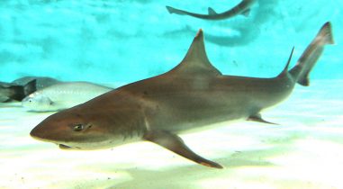 Shark Collector & Supplier for Large Aquariums