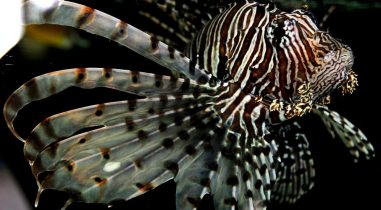 Mediterranean Fish Collector and Supplier for Aquariums