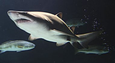 Aquarium shark collector