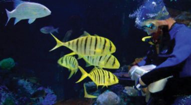 Feeding fish inside public aquariums