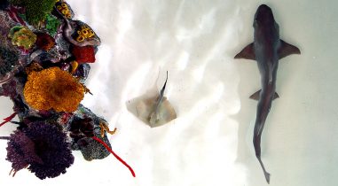 Fish collector for large aquariums